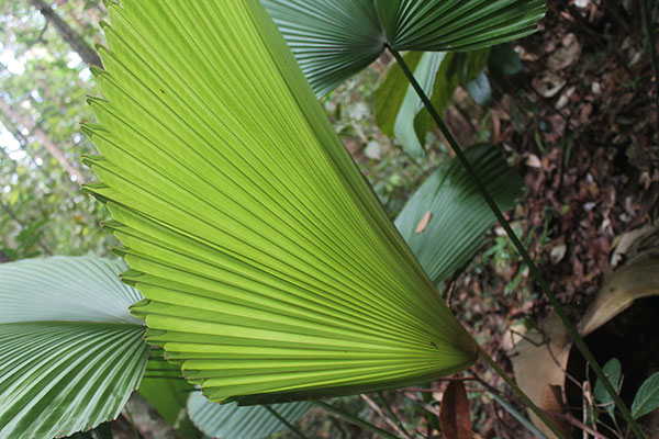 The striking parasol palm looks like an umbrella. 