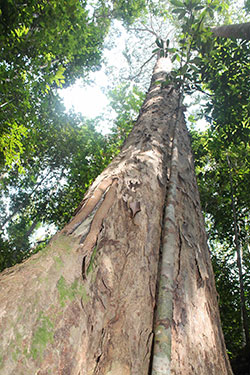 Gigantic trees dominate the upper canopy.