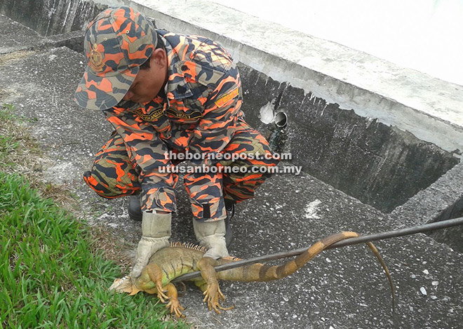 TANGKAP: Iguana berjaya ditangkap menggunakan penjerut ular oleh anggota bomba.