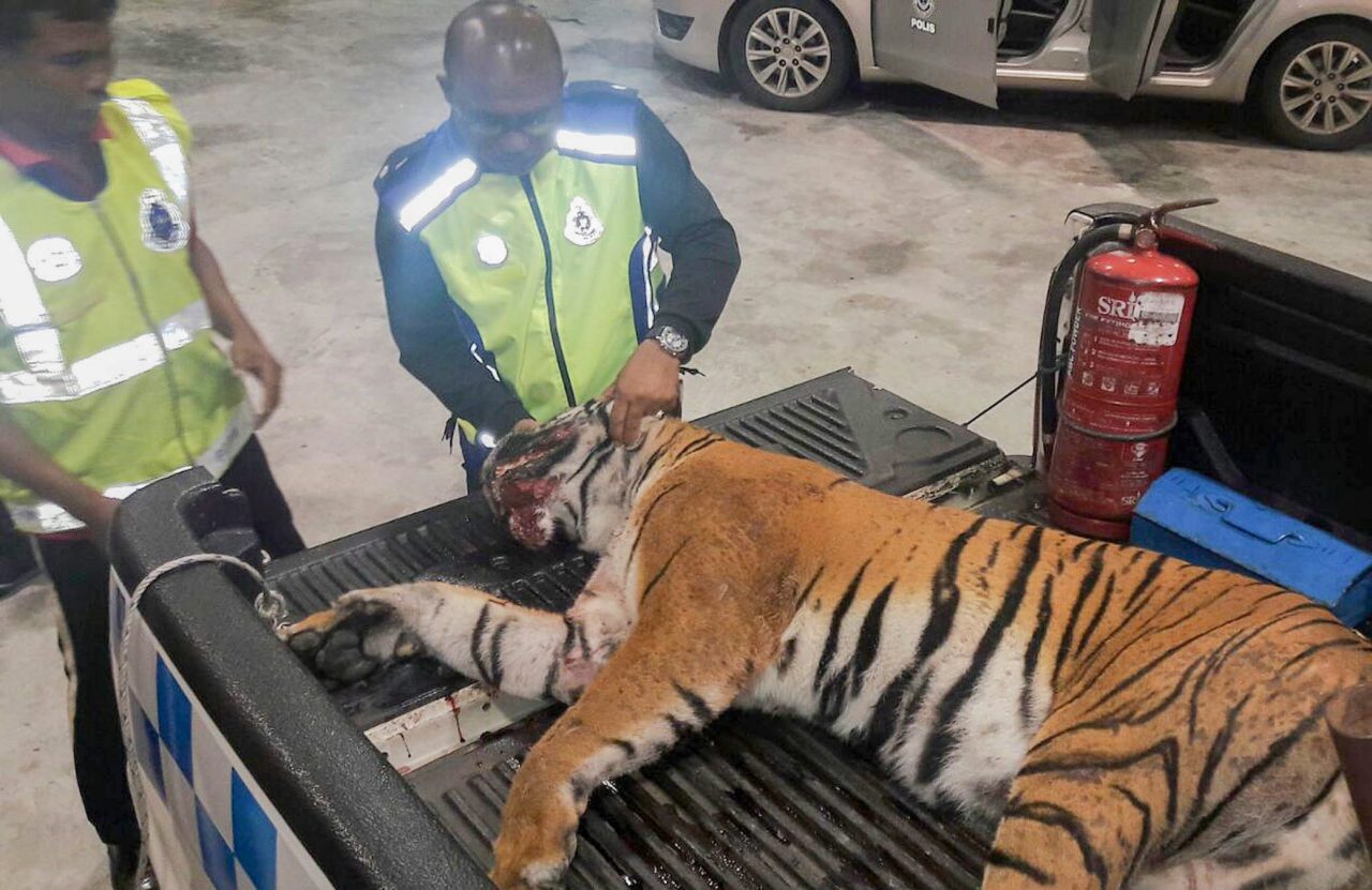 KEMAMAN, 6 Feb -- Anggota polis memeriksa bangkai harimau belang yang mati dirempuh sebuah kenderaan pelbagai guna (MPV) di Kilometer 321.2, Lebuhraya Pantai Timur Fasa 2 menghala ke Kuala Terengganu awal pagi tadi. Kejadian berlaku kira-kira pukul 1 pagi ketika spesies terancam itu  dipercayai cuba melintasi lebuh raya sebelum dilanggar MPV yang sedang menghala ke Kuala Terengganu. Bangkai itu akan diserahkan kepada Jabatan Perhilitan negeri untuk tindakan lanjut. -- fotoBERNAMA (2016) HAK CIPTA TERPELIHARA