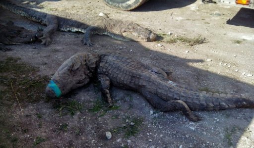 PROFEPA/AFP | More than 120 crocodiles died while being transported from Sinaloa state to Quintana Roo state in Mexico, many suffocating and being crushed to death 