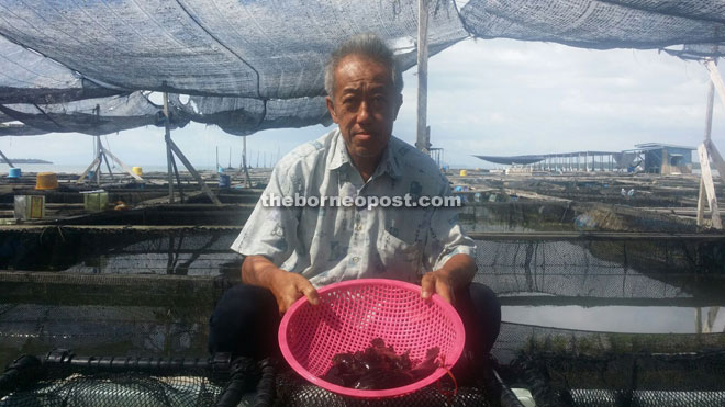 Khoo showing some of the fish at an aquaculture farm. 