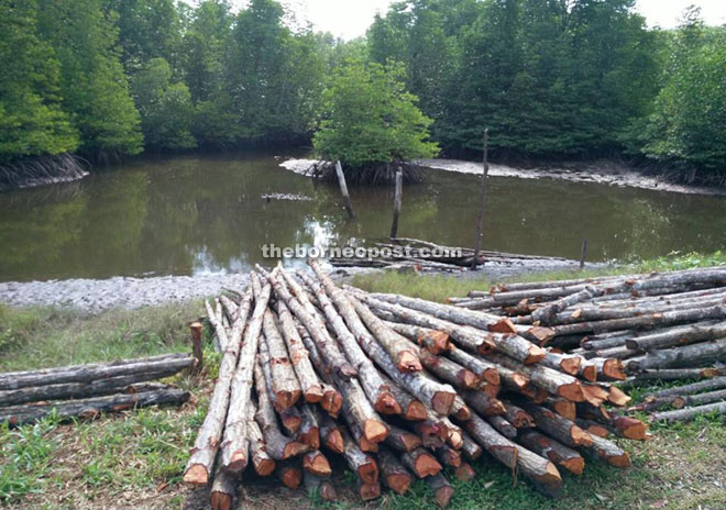 Some of the illegally felled bakau poles found by the roadside at Jalan Sg Awat-Awat in Lawas on Sunday.