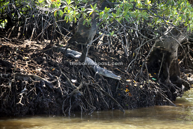 A crocodile rests under the shade of mangrove trees on a riverbank in KWNP. 