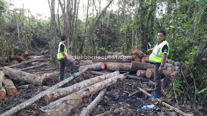 GOF personnel inspect at the illegal logs. 