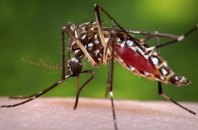 A female Aedes aegypti mosquito is shown in this 2006 Center for Disease Control (CDC) photograph released to Reuters on October 30, 2013. REUTERS/James Gathany/CDC/Handout via Reuters/Files