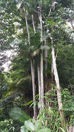 Tall palm trees are part of the flora of Mount Singai.