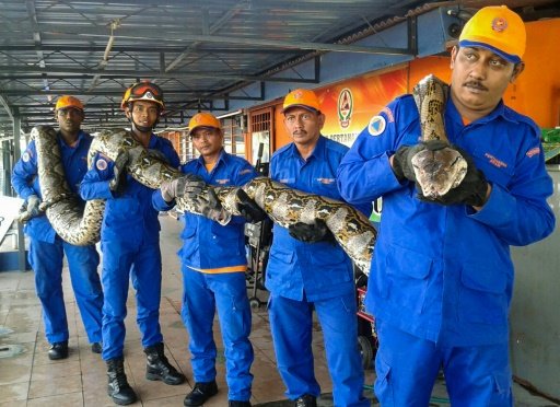 Members of the Malaysia Civil Defence Force pose with the 7.5-metre-long python that was caught at a construction site in Penang on April 7, 2016. AFP Photo
