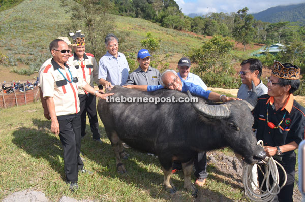 Jabu (third right) rest his head on the back of a buffalo after a visit to a pineapple farm with other Ahmad Shabery (second right) and members of their entourage.