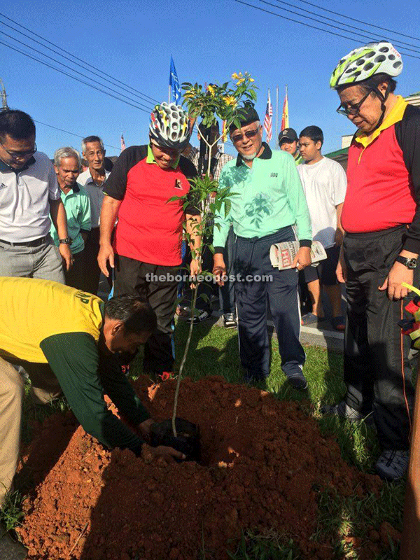 Abang Johari (right) looking on as a DBKU staff pats down the soil around a newly-planted Yellow Bells sapling. Under the DBKU Tree Planting Programme, 66 of these will be planted along Jalan Muhibbah. Another 145 Powder Puff saplings will be planted at Jalan Patinggan.