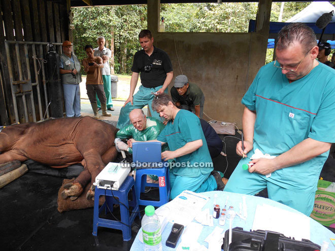 Multi-national team working to harvest eggs from a Sumatran rhino in Malaysia, with a view to producing embryos in vitro.