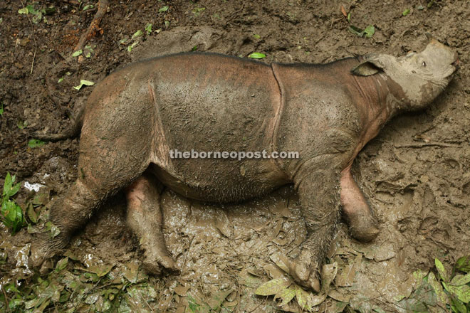 The potential fate of wild Sumatran rhinos - a foot damaged or even removed by a snare trap. Malaysia's Puntung was lucky because she was damaged as a baby and survives to this day under the care of Borneo Rhino Alliance.