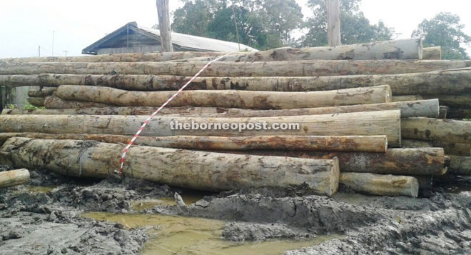 Some of the logs seized from Nanga Pedai. 