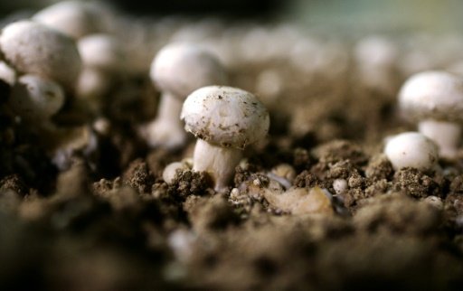 Psilocybin -- a mind-altering chemical in several species of mushroom -- has been investigated as a potential treatment for major depression, according to a small-scale study by Marlowe HOOD | AFP