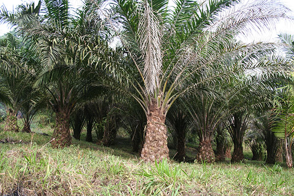 Would you not prefer to sell your oil at a premium from RSPO-certified plantations? 