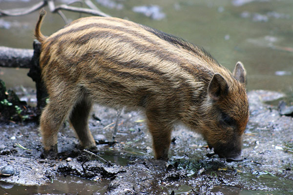 Wild boars are today located in woodlands in six English counties.