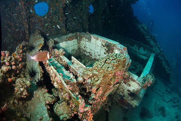 This photo taken on April 27, 2014 shows how coral and other marine life have transformed a section of the shipwreck, thought to be a bathroom, into a living reef. That section has also been destroyed. — Photos by Valerie Chai