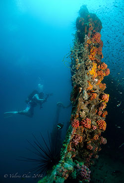 A diver prepares to photograph a colourful wall of coral which adorn one of the metal structures of the Katori Maru in this photo taken in 2014.
