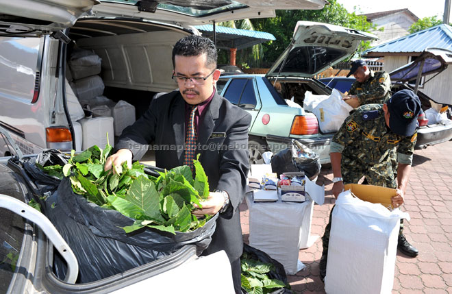 File photo shows Kelantan Anti-Smuggling Unit commander Mohd Asri Yahya (left) and his officer with a seizure of ketum leaves at the unit’s headquarters in Kota Baharu. As many as 10 bags of ketum leaves estimated to be worth RM8,000 were recovered from a Proton Waja car. — Bernama photo  