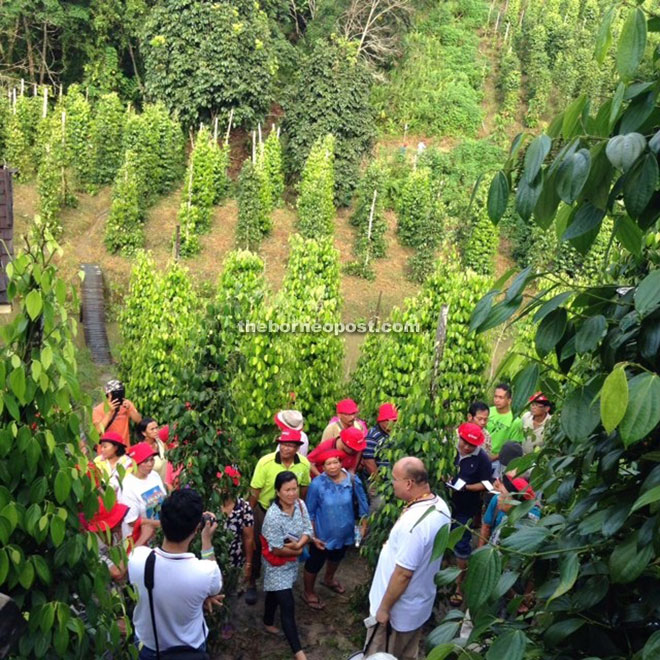 Briefing for pepper growers.