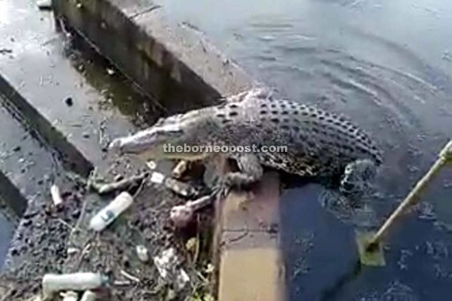  The crocodile spotted resting on the edge of the lagoon at the City Mosque.