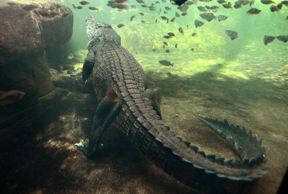 Crocodiles are common in Australia's tropical north and they kill an average of two people each year. Photo by AFP