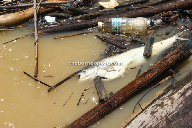 Fish locally known as lawang found dead in Limbang river. 