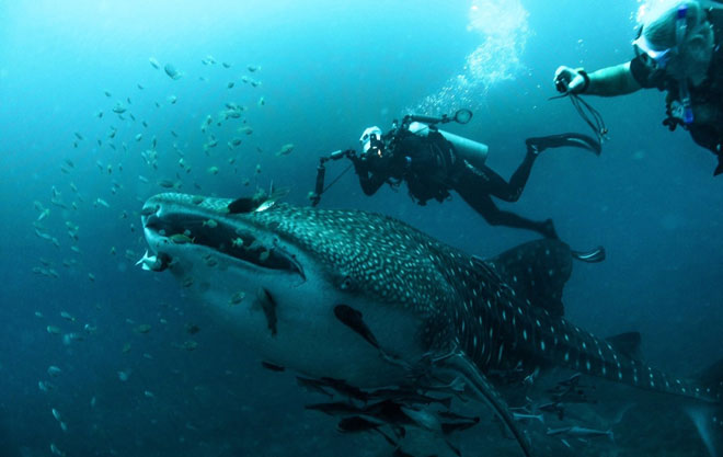 Lee (white cap) and his dive buddy excitedly photographing whale shark and cobia (rare fish around the whale shark) — Photo credits to Clement Lee, Ross Kelly and Chris Hii