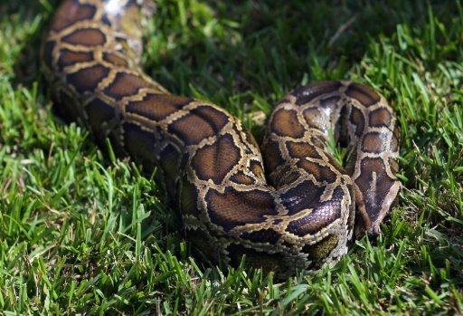 A Thai man has fought off a three-metre (10-foot) python that bit his penis while he was squatting on the toilet. AFP File Photo