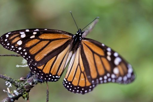 North America's endangered migratory Monarch butterfly's population rebounded in the winter season of 2015-2016, but it is still far from its peak of 20 years ago -AFP photo