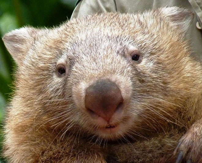 This undated handout picture provided by Billabong Sanctuary shows the bare-nosed wombat named Tonka looking into the camera at the Billabong Sanctuary in Townsville. — AFP photo
