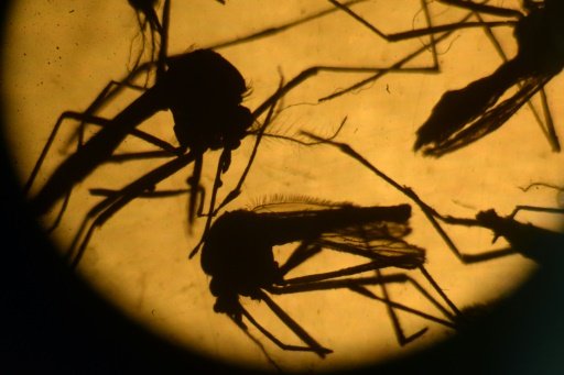 The Zika virus is mainly spread via the bite of the Aedes aegypti mosquito by Mariëtte Le Roux | AFP photo
