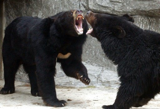 There have been a number of bear attacks in Japan in recent weeks. - AFP Photo