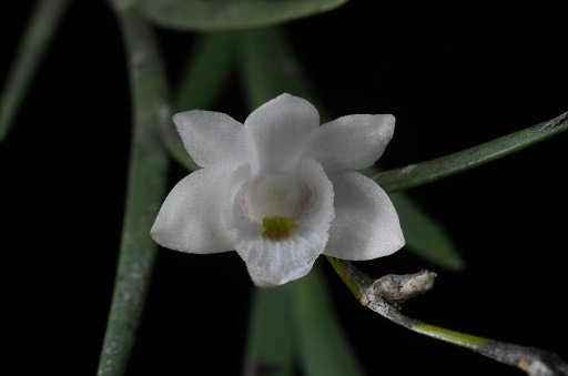 The new orchid was named as the dendrobium lydiae species and was found on the southern Philippine island of Mindanao -AFP photo