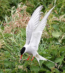 An Arctic tern scoops up a fish in its beak.