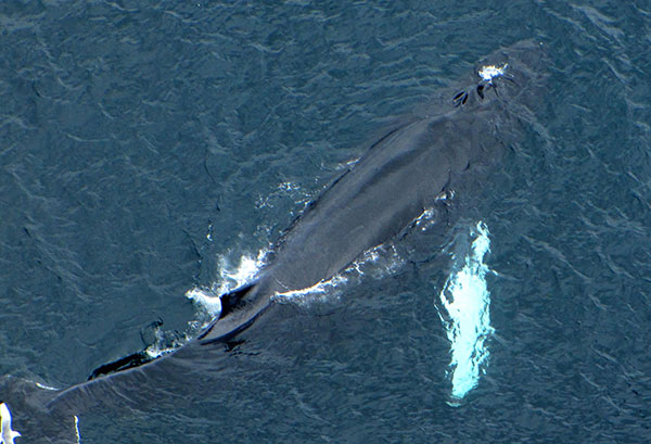 A humpback whale is seen on the surface of the ocean.