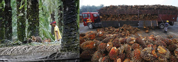 Between 1990 and 2010, up to 3.5 million hectares of forests were cut down for palm oil plantations in Indonesia, Malaysia and Papua New Guinea, according to the World Wildlife Fund. — Reuters photo 