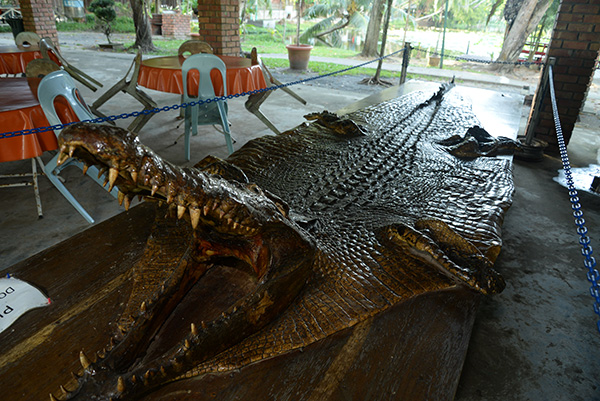 Among the dead crocodiles sent to the farm by the Forest Department.  