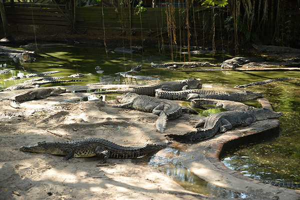 Proper safety measures for the public to view the crocodiles. These are among the crocodiles at the farm.  