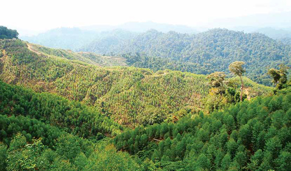 Notwithstanding the decline in timber prices since the start of the year and recent volatile CPO prices, AmInvestment Bank said the value of both stocks continue to hinge on their plantation segments.