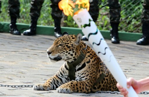 The organisers of the Rio Games have apologised for using a "chained wild animal" in an Olympic Torch ceremony after the jaguar, called Juma, had to be shot dead when he escaped. -AFP Photo