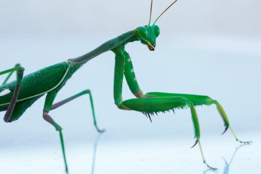 According to a new study, the female praying mantis' proclivity for devouring her mate may have evolved to better provide for her offspring -AFP photo