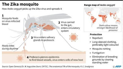  The Zika virus is mainly spread via the bite of the Aedes aegypti mosquito,by Mariëtte Le Roux | AFP photo