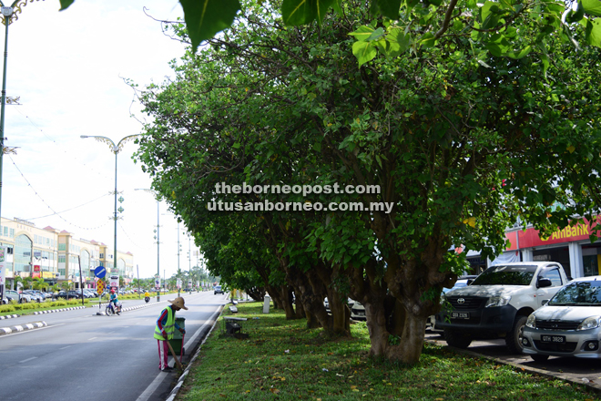 A row of Bodhi trees lining up a road in Sarikei.
