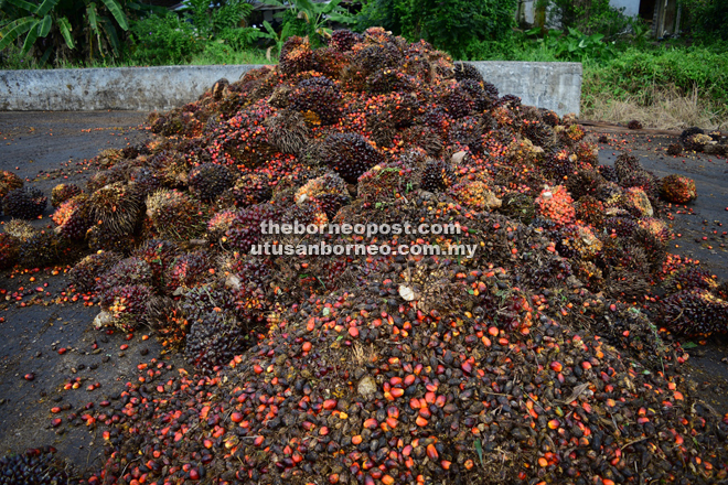 Oil palm fruits.