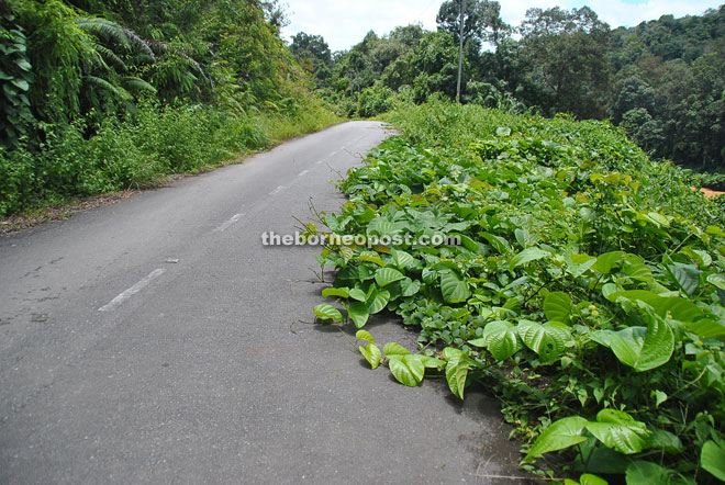 Photo shows overgrown vegetation at a section of Jalan Takan/Tekalit.