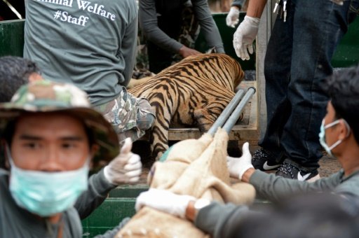 Wildlife officials load an anaesthetised tiger onto a truck after they removed it from an enclosure at the Wat Pha Luang Ta Bua Tiger Temple in Kanchanaburi province, western Thailand on May 30, 2016 -AFP photo