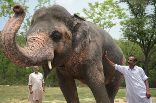 Pakistan's lonely elephant Kaavan is suffering from "mental illness", experts told AFP, saying that without a better habitat his future is bleak even if a long-promised new mate finally arrives. -AFP Photo