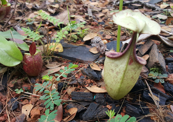 The N ampullaria pitcher (left) with the bigger N X hookeriana hybrid.