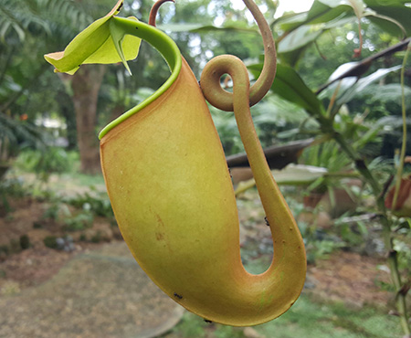 The upper pitcher of  N bicalcarana.